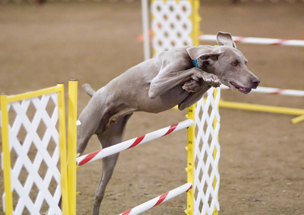 Weimaraner_agility_jump.jpg